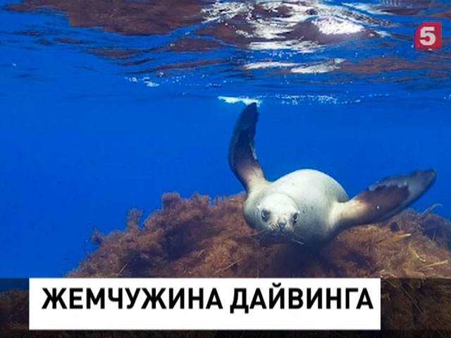 Специалисты РГО впервые запечатлели подводный мир в районе острова Монерон