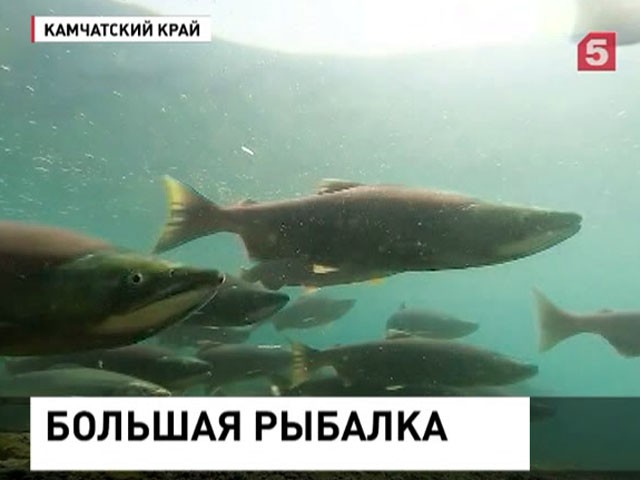 Камчатские рыболовы бьют новые рекорды