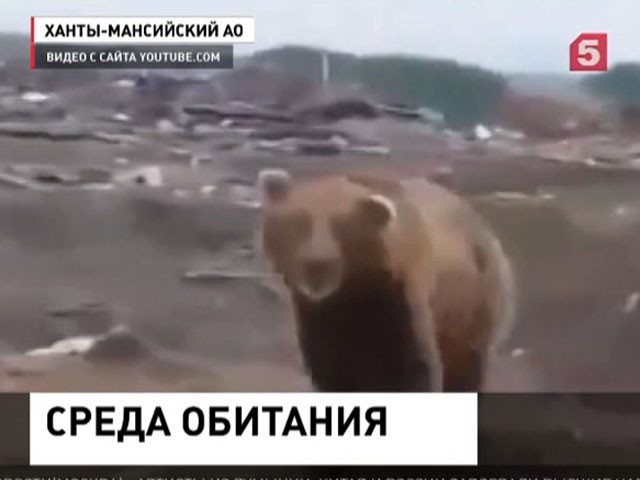 В Югре семейство медведей поселилось на окраине поселка городского типа