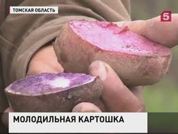 В Томской области выращивают "картофель будущего"