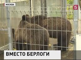 Пойманных в Москве медвежат взяли на довольствие власти