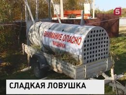 В Хабаровском крае поймали гималайского медведя