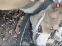 В Хабаровске спасли собаку из трехлетнего заточения