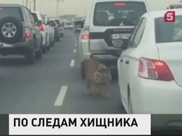 Во Владивостоке полиция ищет тигра, гуляющего по городу