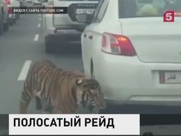 Во Владивостоке поймали тигра, который два дня гулял по городу