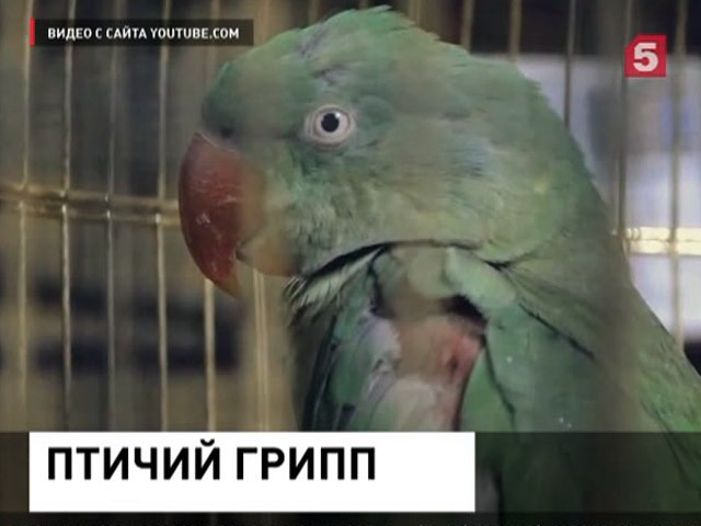 Птичий грипп в воронежском зоопарке. Усыпили даже краснокнижных пернатых