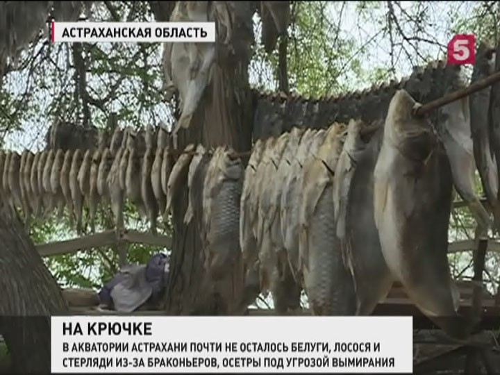 Браконьеры-«гастролеры» истребляют биоресурсы Волги