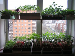 Предприимчивый подросток из Якутии превратил увлечение огородничеством в доходный бизнес