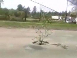 В Нерюнгри в дорожные выбоины посадили деревья