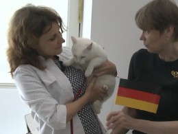 Эрмитажный кот-оракул Ахилл предсказал победителя Кубка конфедераций — это Германия