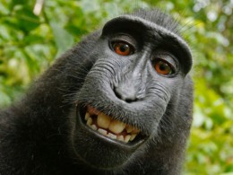 Британского фотографа разорили суды с обезьяной