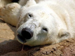 На острове в Карском море обнаружили тела шести застреленных медведей