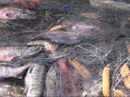 Заповедная река Камчатки переполнилась тоннами мёртвой рыбы