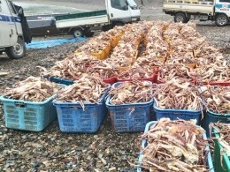 Пятый канал публикует фото рекордной партии браконьерского краба
