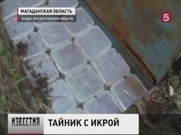 Тайники с 6 тоннами лососёвой икры нашли в Магаданской области