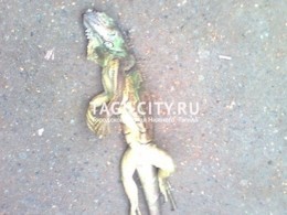 Мёртвая игуана возле детского сада в Нижнем Тагиле шокировала прохожих