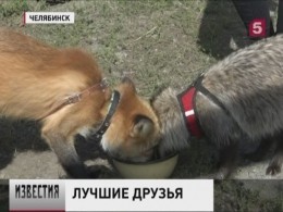 Дружба диких зверей и хаски из Челябинска восхитила горожан