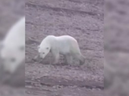 Найденного в колымской тайге белого медвежонка отправят в зоопарк