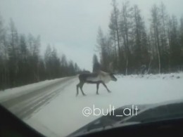 Оленя-попрошайку заметили автомобилисты на трассе в Якутии