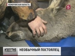 В Кемерово спасенной лосихе подыскивают новый дом