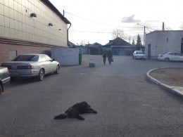 Отравленные собаки умирали в страшных муках в Чите
