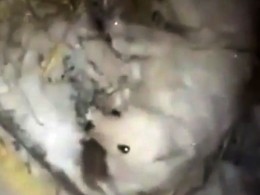 Житель Якутска облил свою собаку водой и оставил в будке при морозе —30