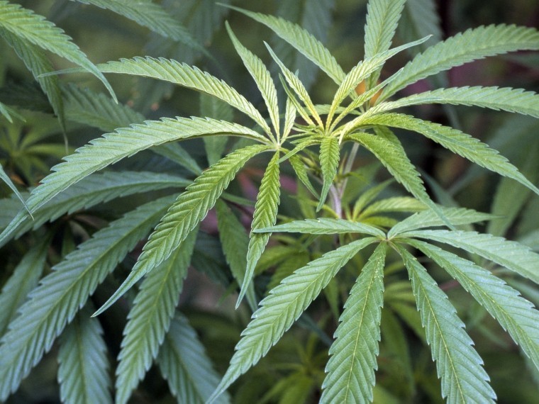 в грузии легализуют марихуану
