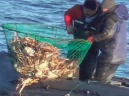 Мурманские браконьеры, вылавливавшие крабов сетями, попали на видео