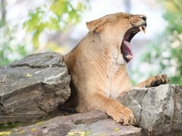 «Им весело жевать мех»: датские зоопарки просят приносить домашних животных в качестве корма львам