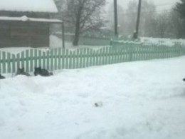 Жителей карельского посёлка атакует стая бездомных псов