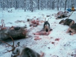 Изверги-браконьеры жестоко растерзали десятки северных оленей — опубликованы жуткие снимки