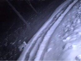 Видео: в Нижегородской области три рыси пришли за пищей к людям