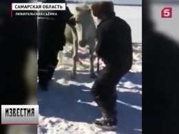 В Самаре спасли лошадь, которая провалилась под лёд