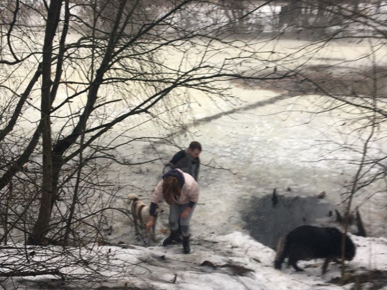В Ленинградской области девушка, рискуя собой, спасла бездомного пса В Ленинградской области девушка, рискуя собой, спасла бездомного пса