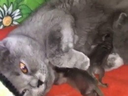 В зоопарке Владивостока временной мамой для троих новорождённых енотов стала кошка