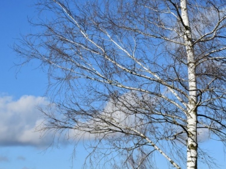 Деревья в городе фото