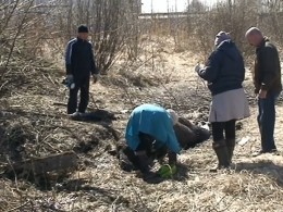 В Тверской области ветеринары выхаживают искупавшуюся в битуме лосиху — опубликовано видео