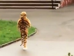 Сбежавшего из Калининградского зоопарка тигра изловили и сняли все на видео