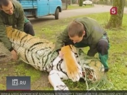 Сотрудники калининградского зоопарка ловили сбежавшего амурского тигра