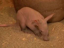 Посетителям Пражского зоопарка показали новорожденного трубкозуба