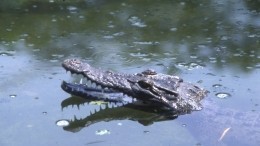 Африканский крокодил загрыз священника, проводившего обряд крещения