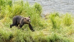 На Камчатке рыбак утонул, спасаясь от медведя