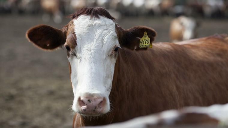 Почему мясо коровы называют говядиной, а не коровятиной