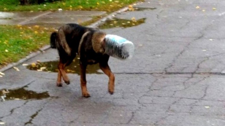 Бездомная собака две недели жила с пластиковой канистрой на голове