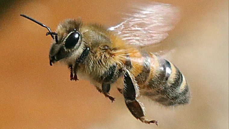 У пчел нашли выдающиеся математические способности