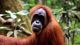 Отважный орангутанг атаковал бульдозер, защищая свой лес