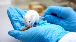 Британские генетики провели ювелирную операцию по смене пола мышей