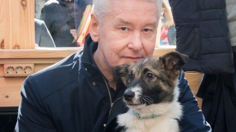 Мэр Москвы спас бездомную собаку