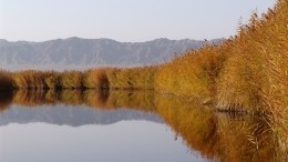 Китайскую версию Лох-несского чудовища сняли на видео