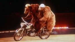 Видео: Медведь набросился на дрессировщика в цирке под Волгоградом